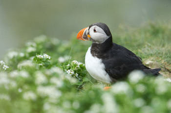 Oiseaux de mer<br>NIKON D4, 700 mm, 1400 ISO,  1/1000 sec,  f : 8 